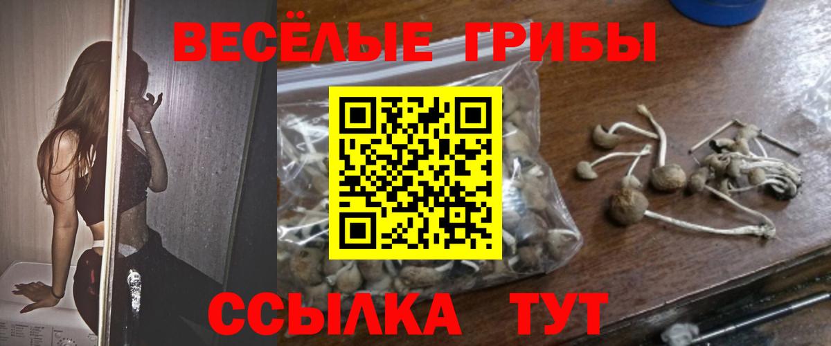 Псилоцибиновые грибы Psilocybe Кувандык